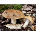 Мицелий Сыроежки миндальной / Сыроежка лавровишневая (Russula laurocerasi)